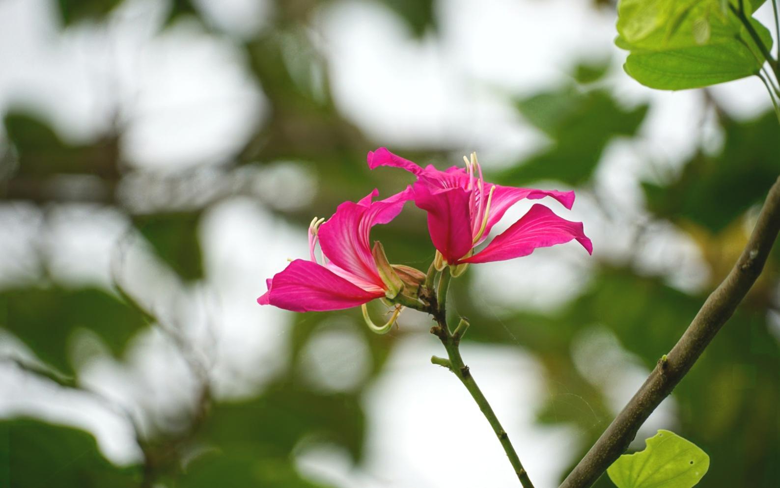 Espacio de trabajo colaborativo para desarrollo profesional